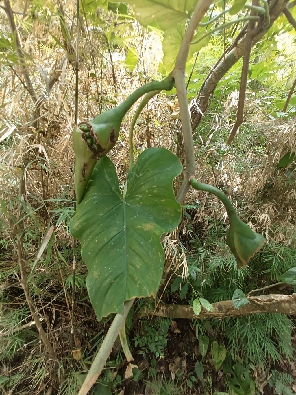 Philodendron jacquinii fruit