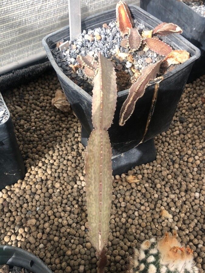 Acanthocereus maculatus leaf