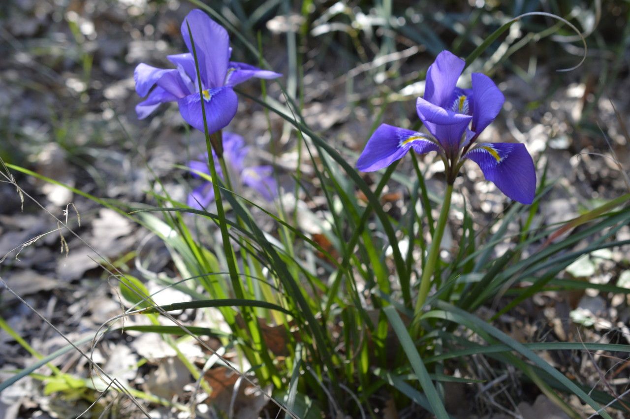 Iris cretensis flower