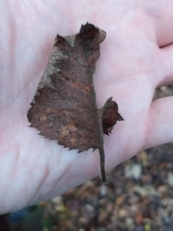 Betula dahurica leaf