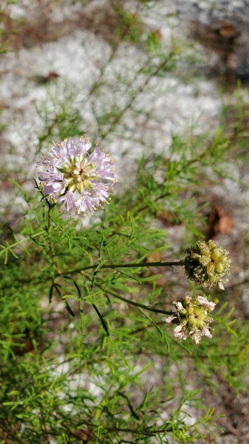 Dalea feayi — houseplant care guide