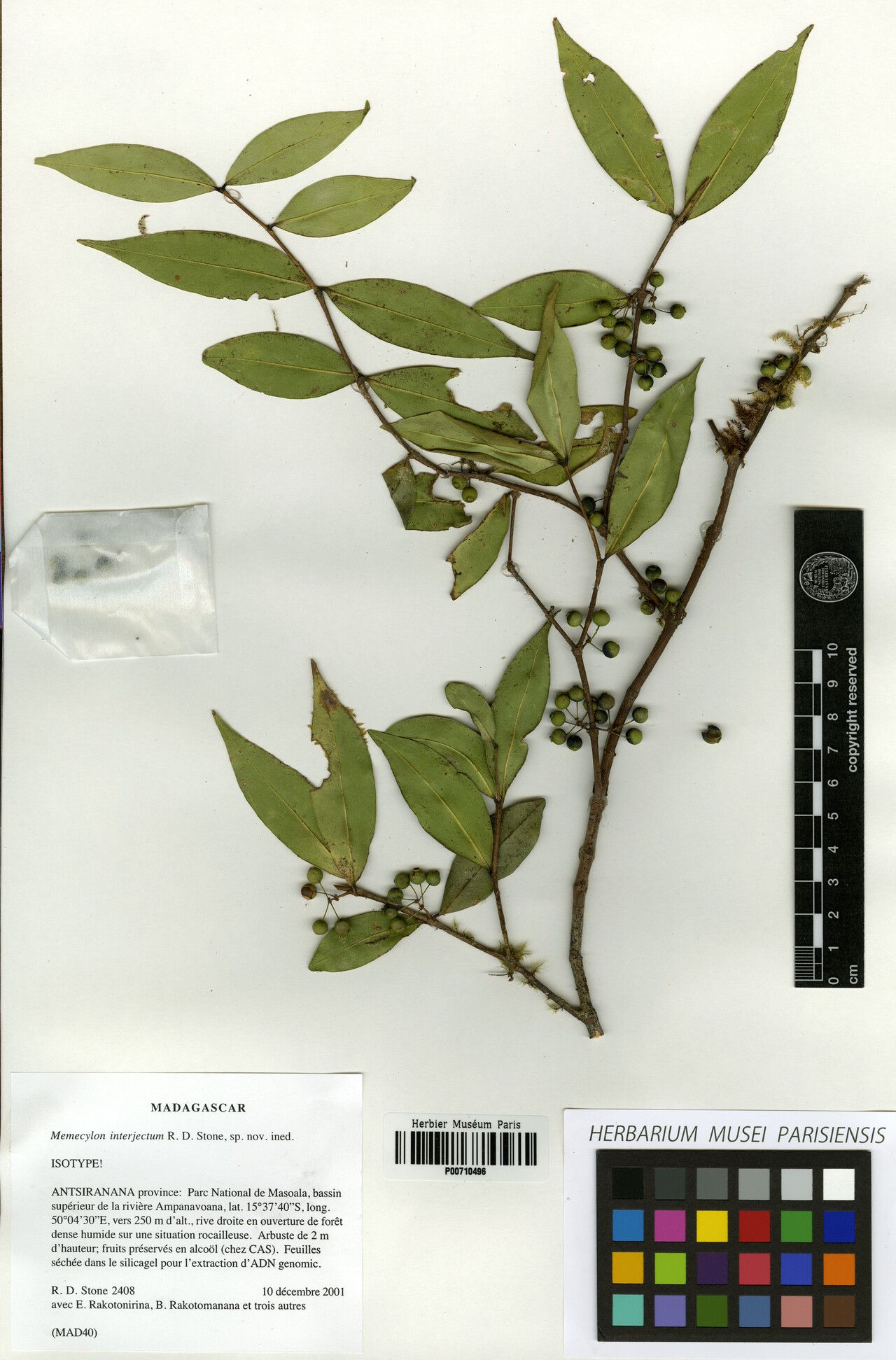 Memecylon interjectum — houseplant care guide