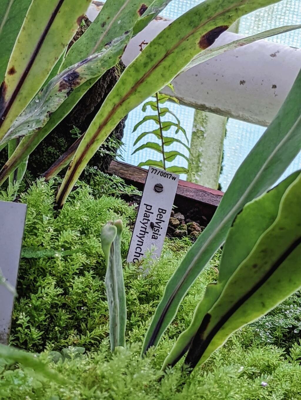 Lepisorus platyrhynchos habit