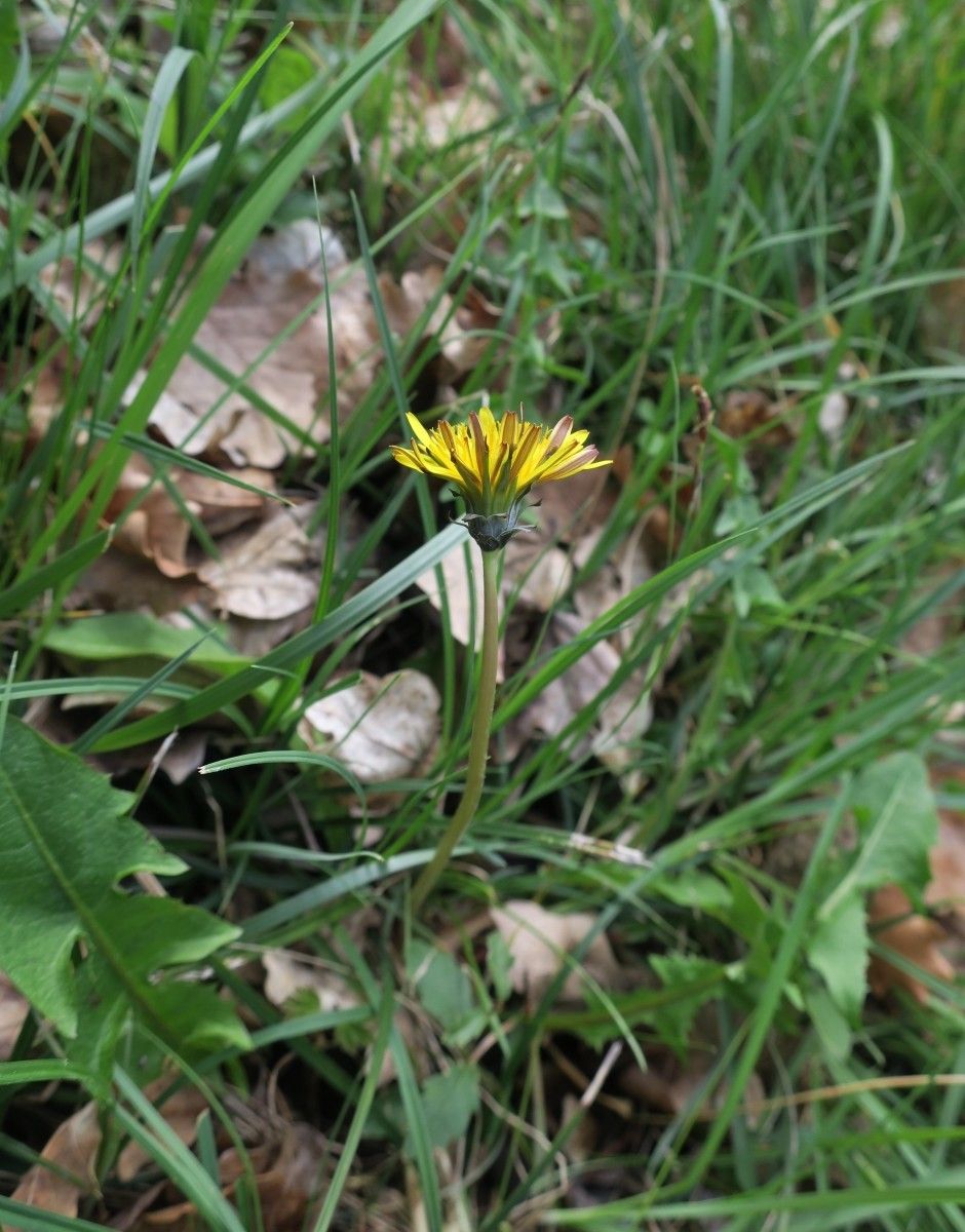 Taraxacum aquitanum flower