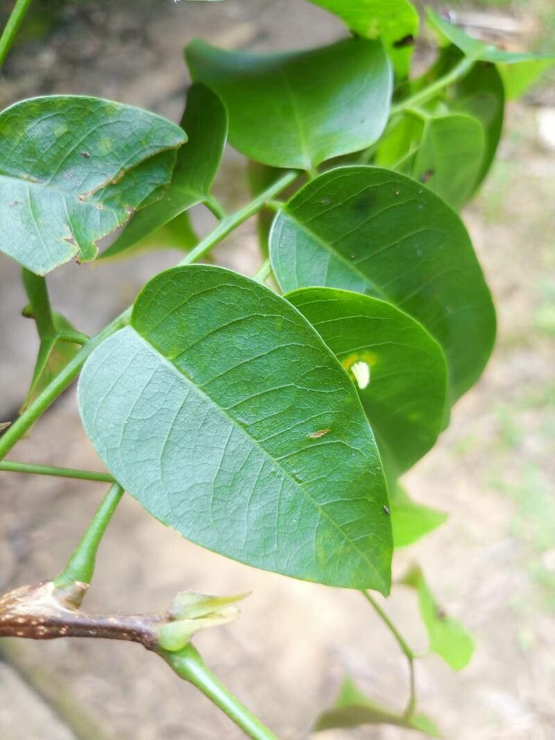 Pterocarpus officinalis leaf