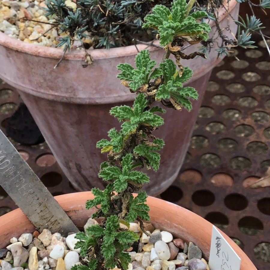 Sideritis montserratiana — search result for 'Sideritis'