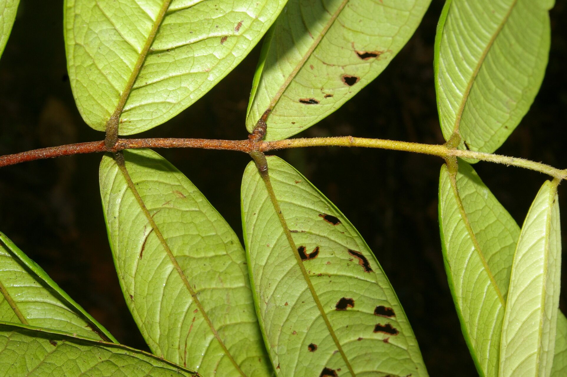 Myrcia fusca leaf
