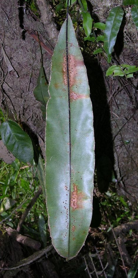 Oleandra articulata leaf