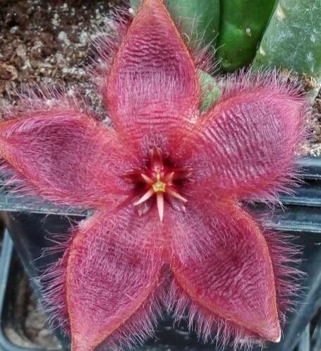 Stapelia obducta flower