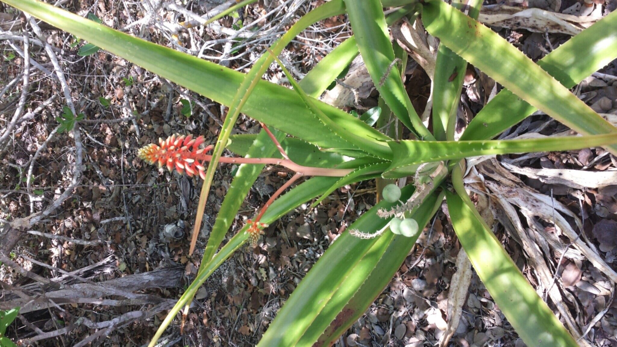 Aloe occidentalis habit