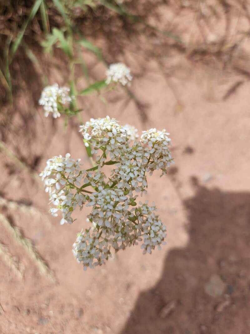 Lepidium montanum flower