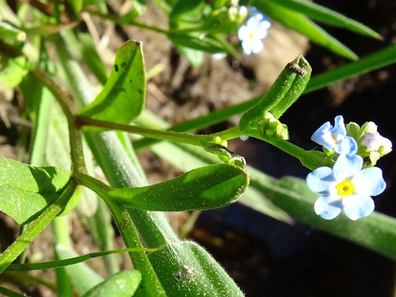 Myosotis scorpioides leaf
