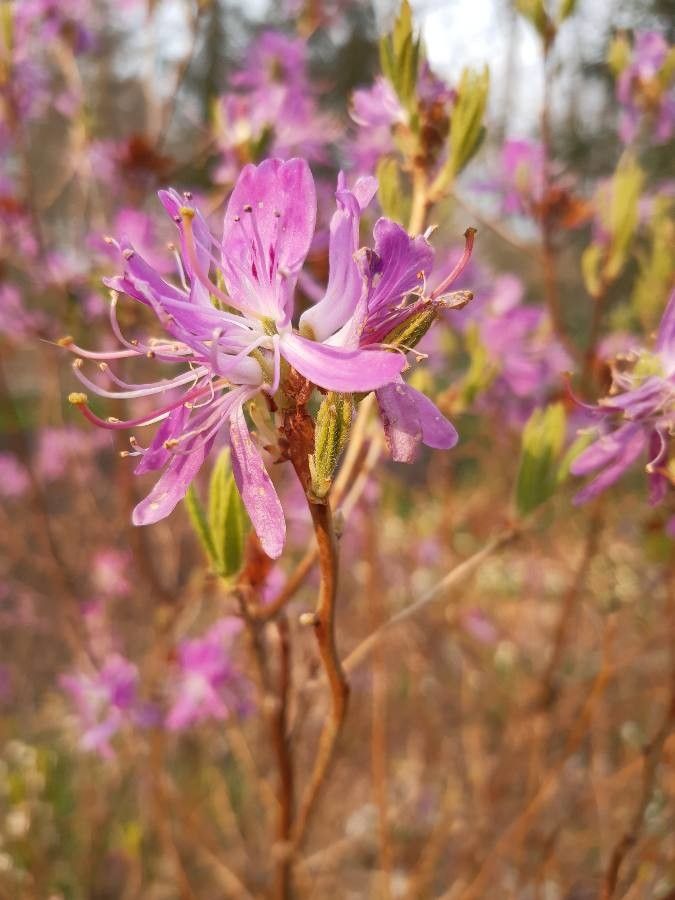 Rhododendron canadense flower
