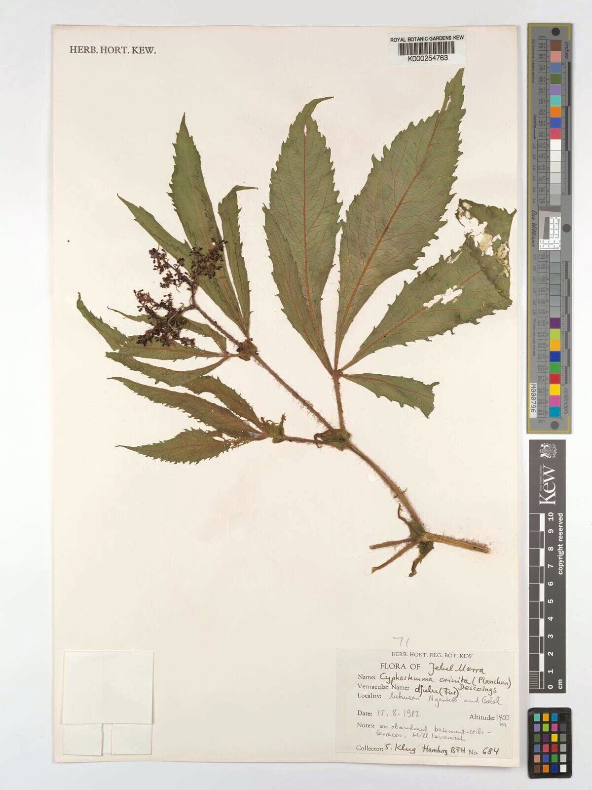 Cyphostemma crinitum — houseplant care guide