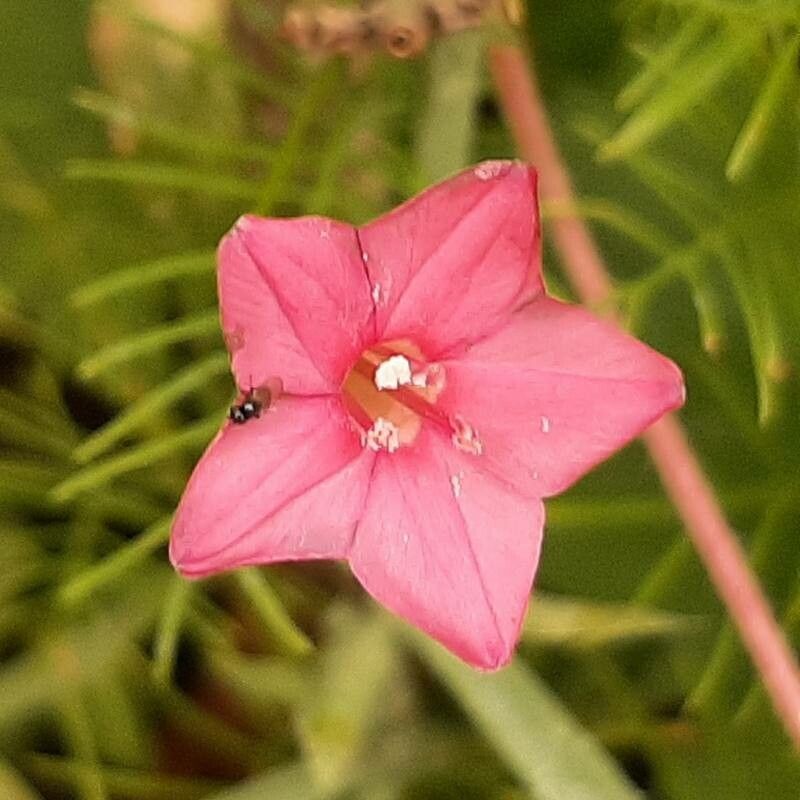Quamoclit coccinea flower