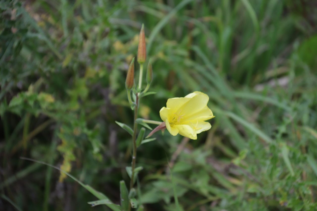 Oenothera subterminalis flower