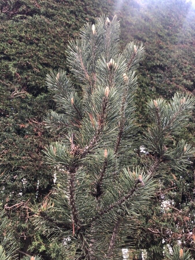 Pinus uncinata — search result for 'Pinus'