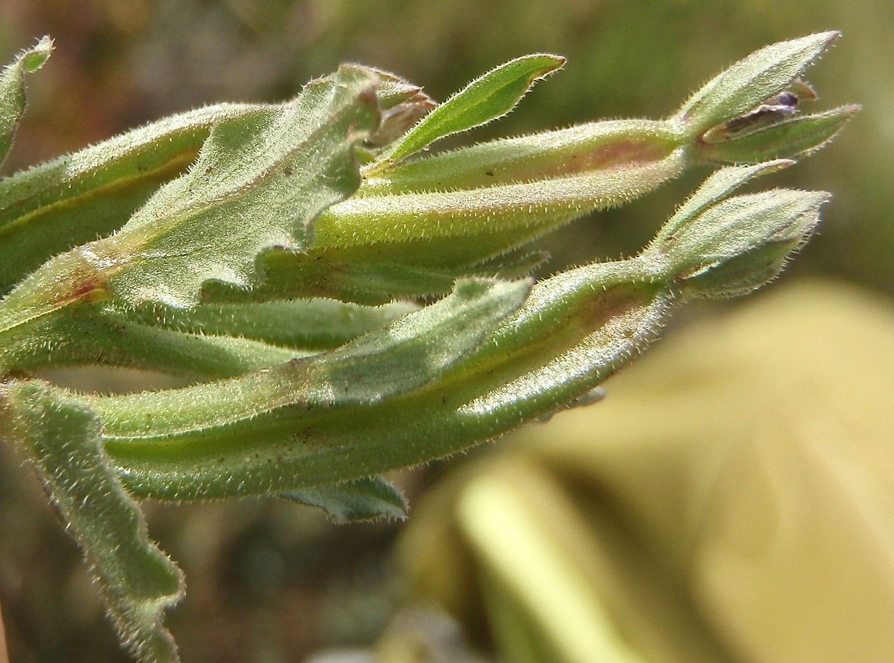 Legousia hybrida fruit