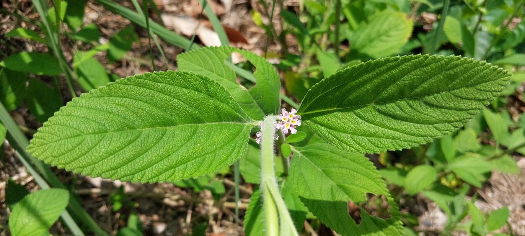 Lippia multiflora — search result for 'Lippia'