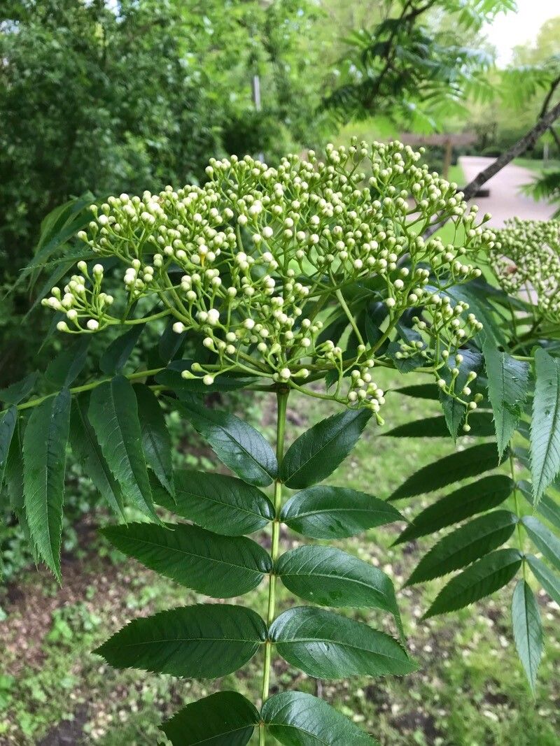 Sorbus ulleungensis flower
