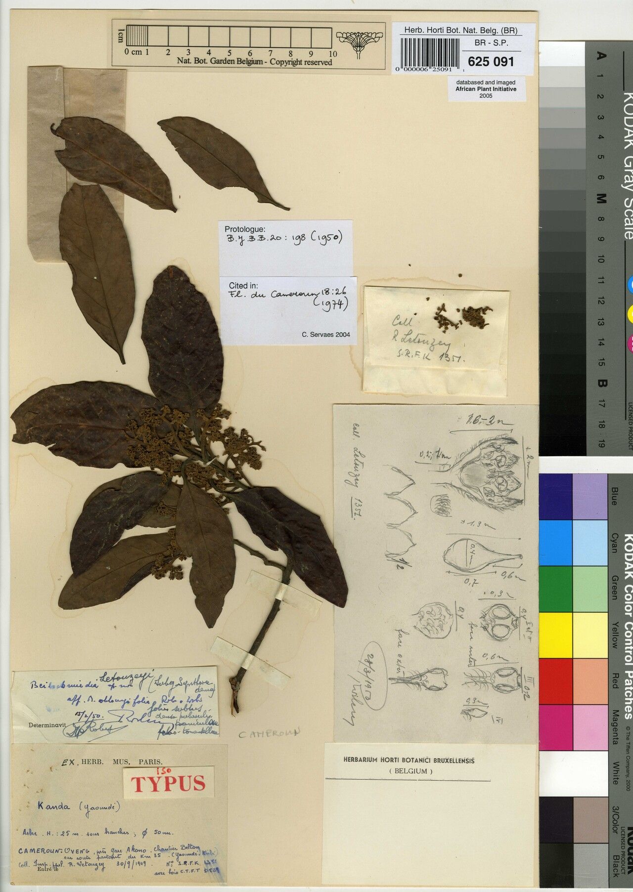 Beilschmiedia letouzeyi — houseplant care guide