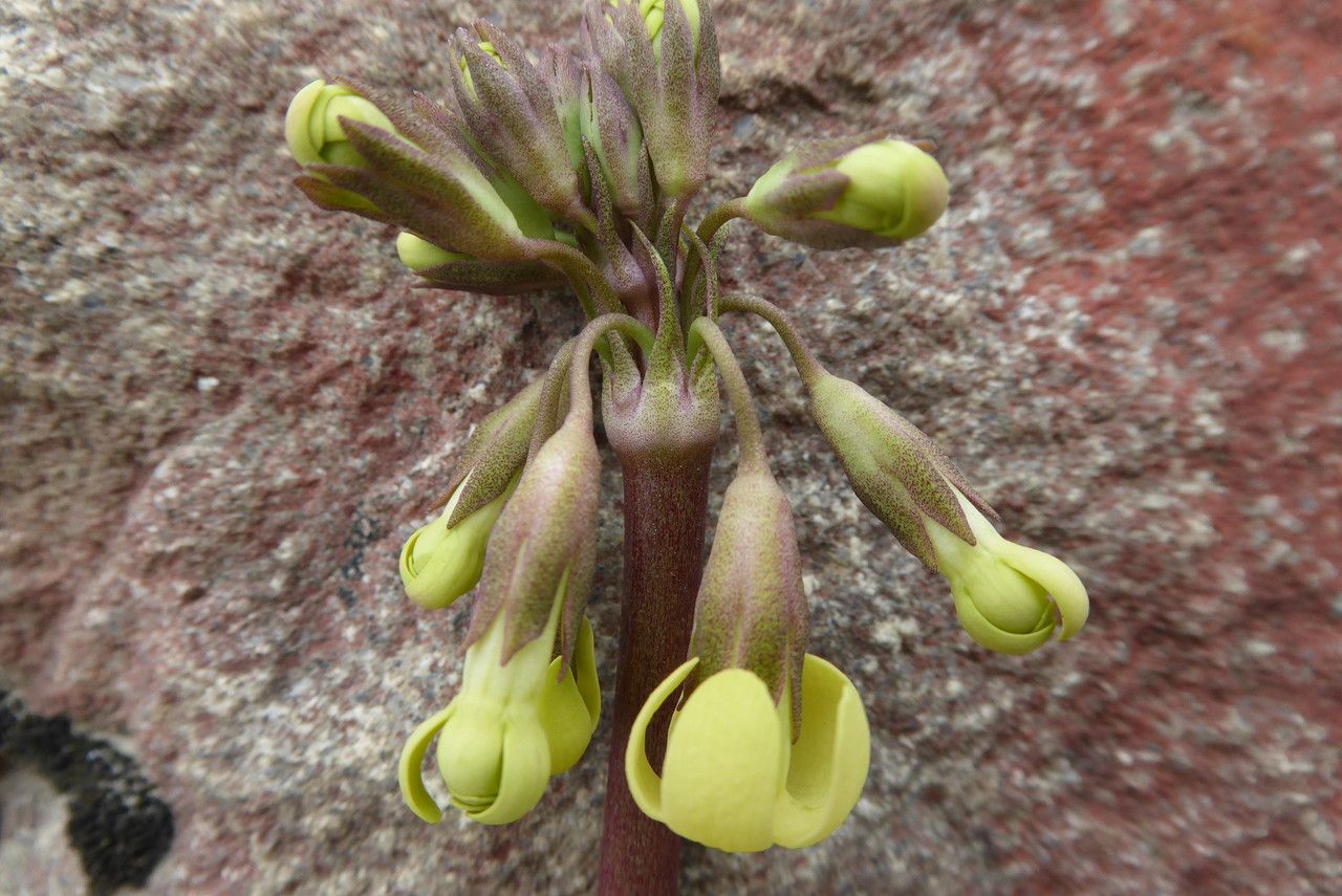 Primula advena flower