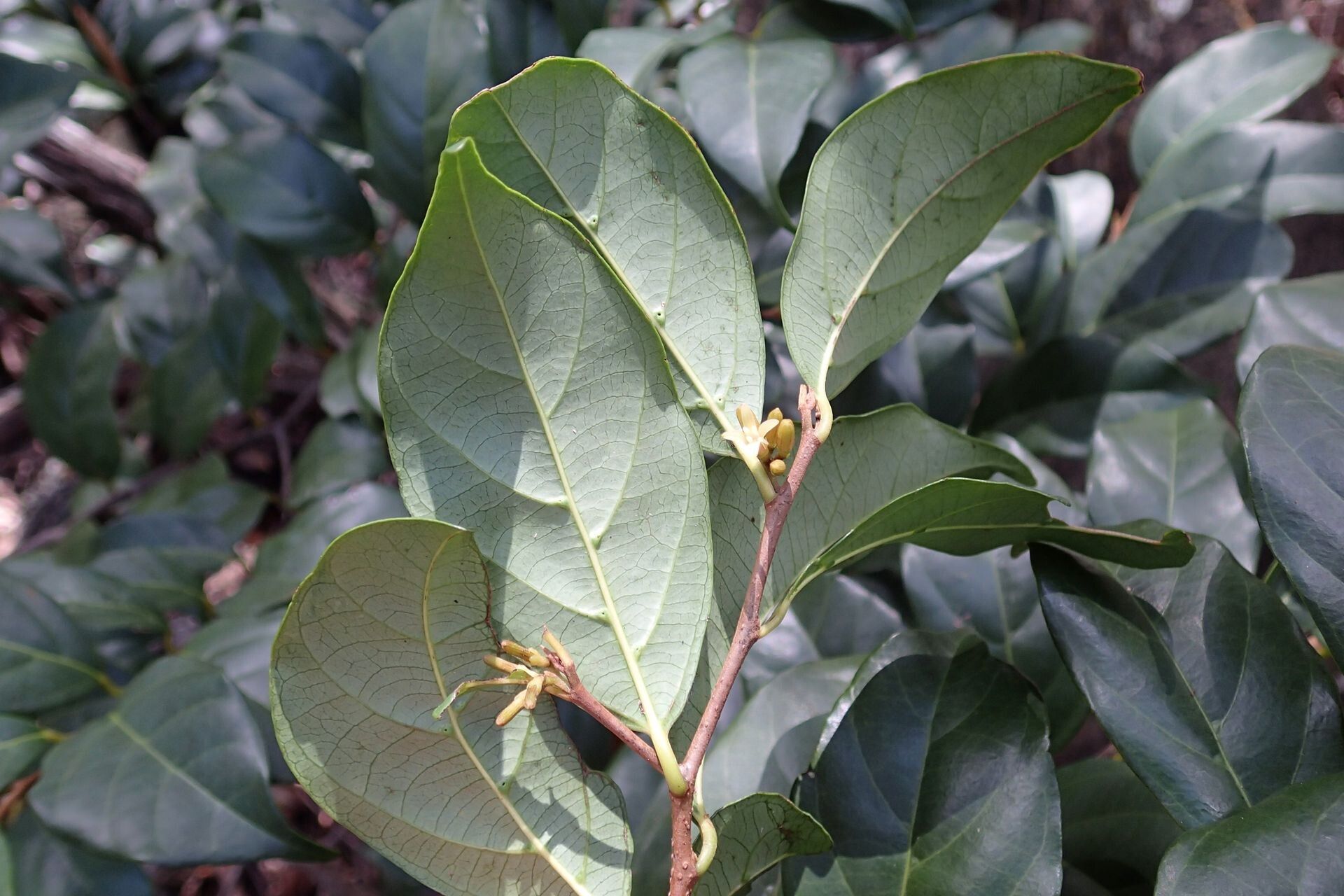 Alangium vitiense — houseplant care guide