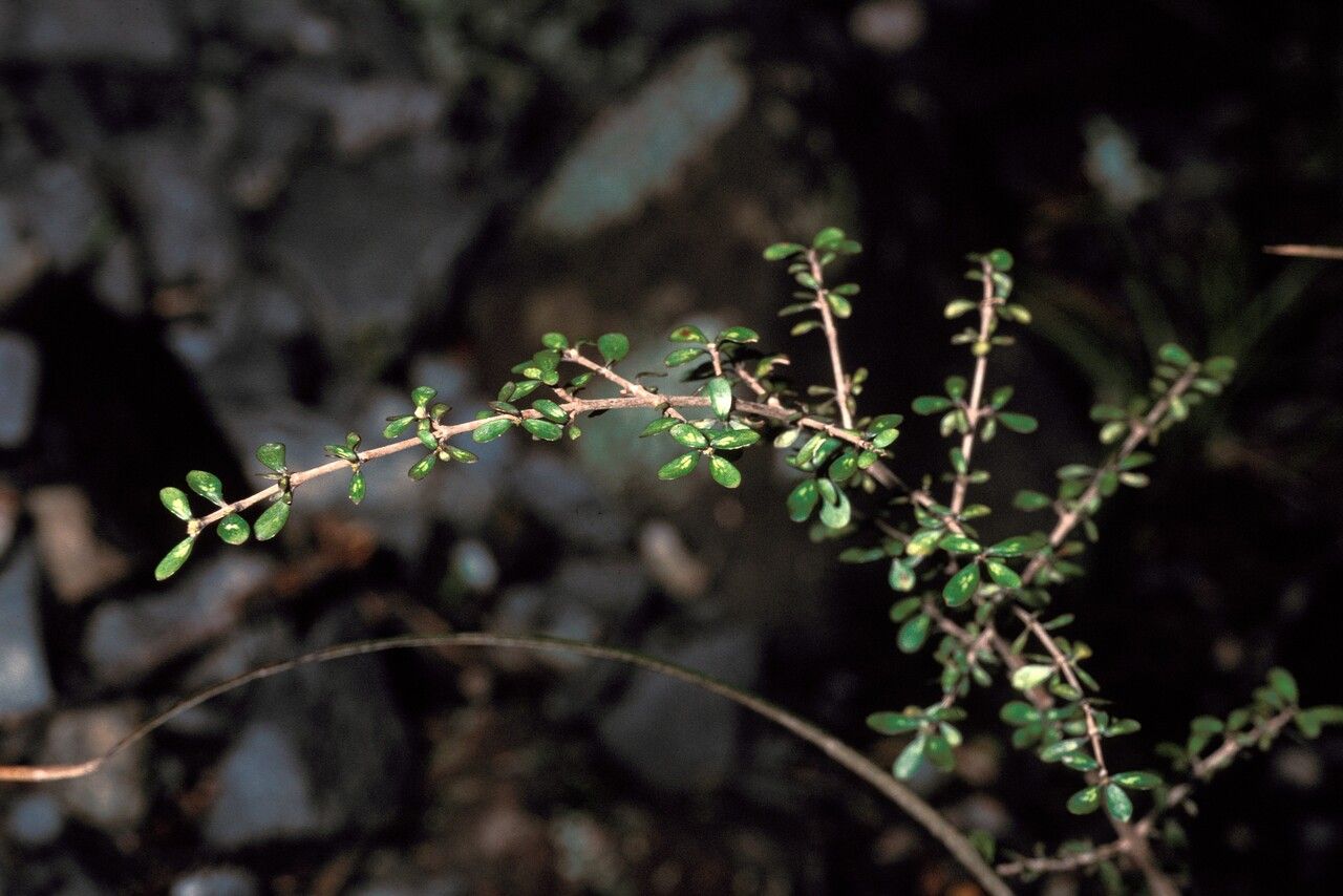 Coprosma pseudocuneata bark