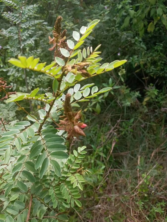 Indigofera swaziensis leaf
