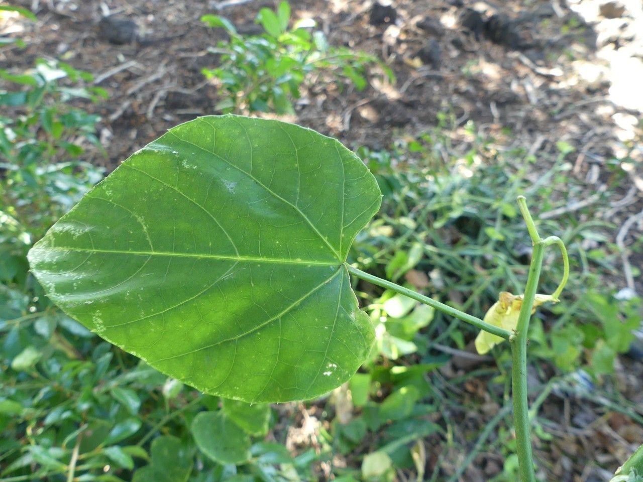 Cissus microdonta leaf