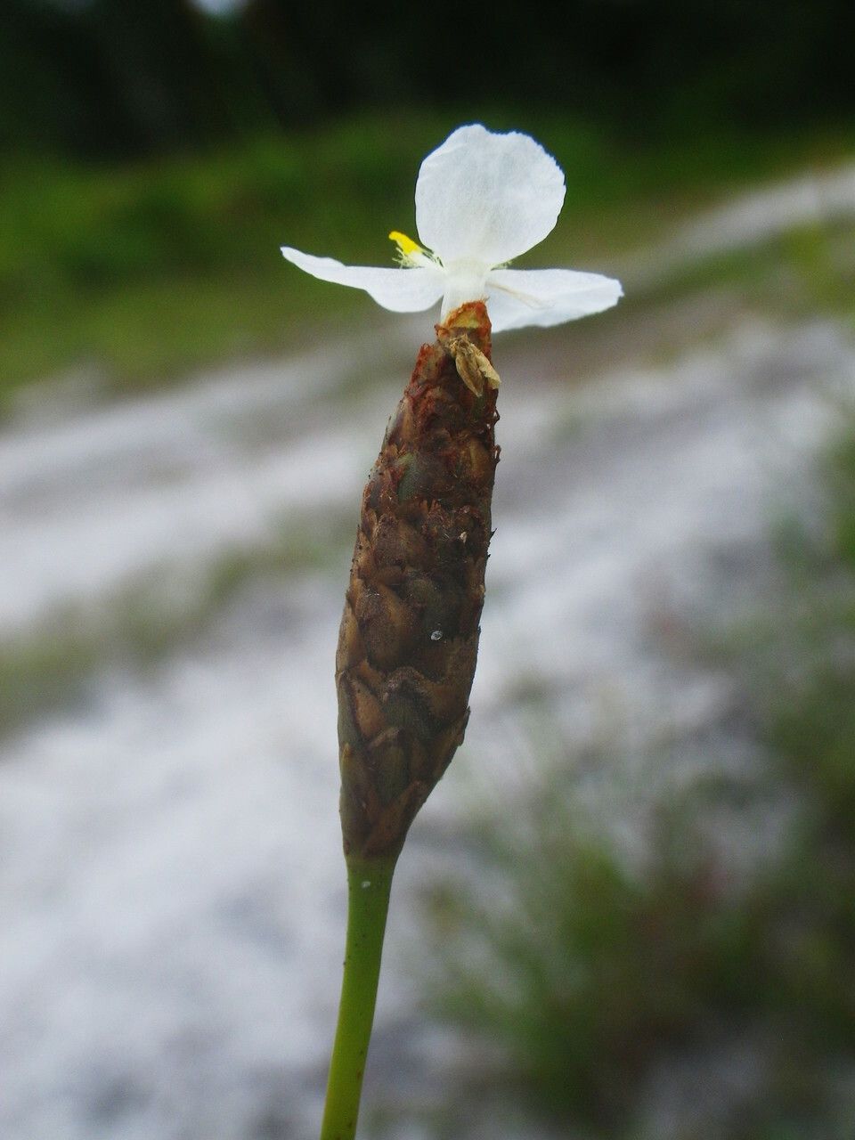 Xyris caroliniana flower