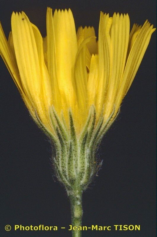 Hieracium gavellei flower