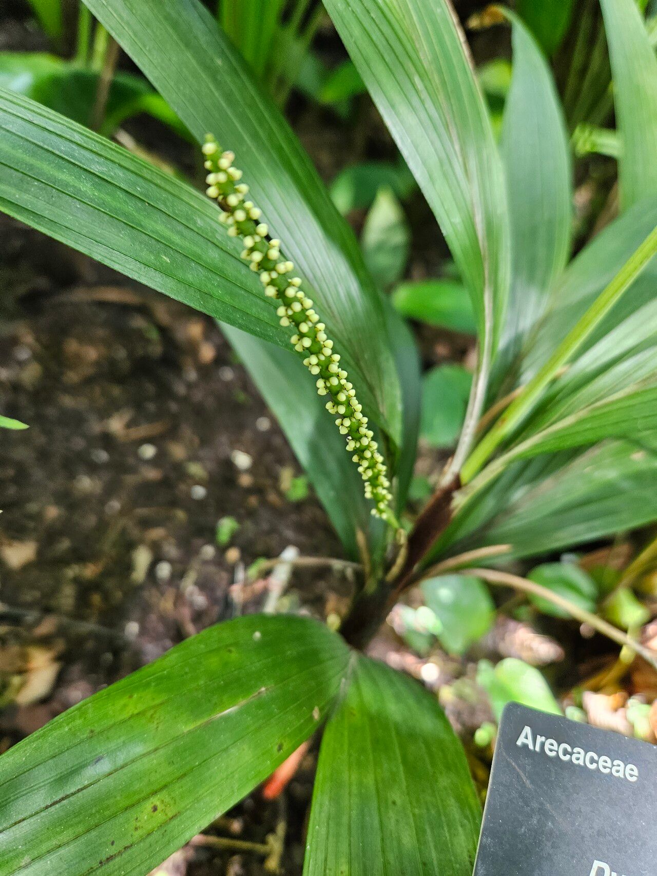 Dypsis minuta flower