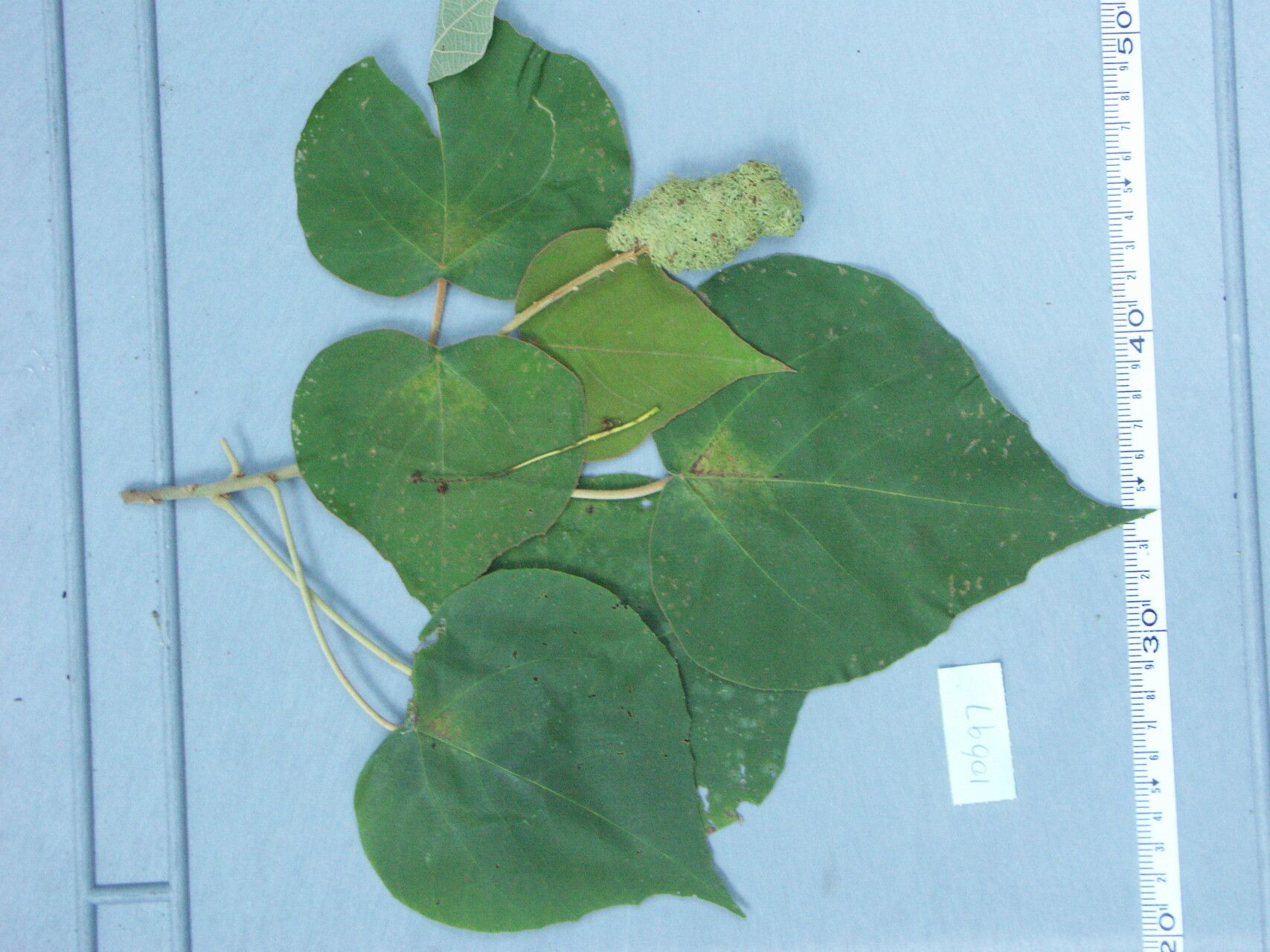 Mallotus mollissimus — search result for 'Mallotus'