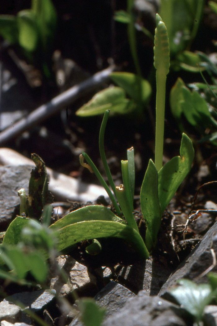 Ophioglossum azoricum habit