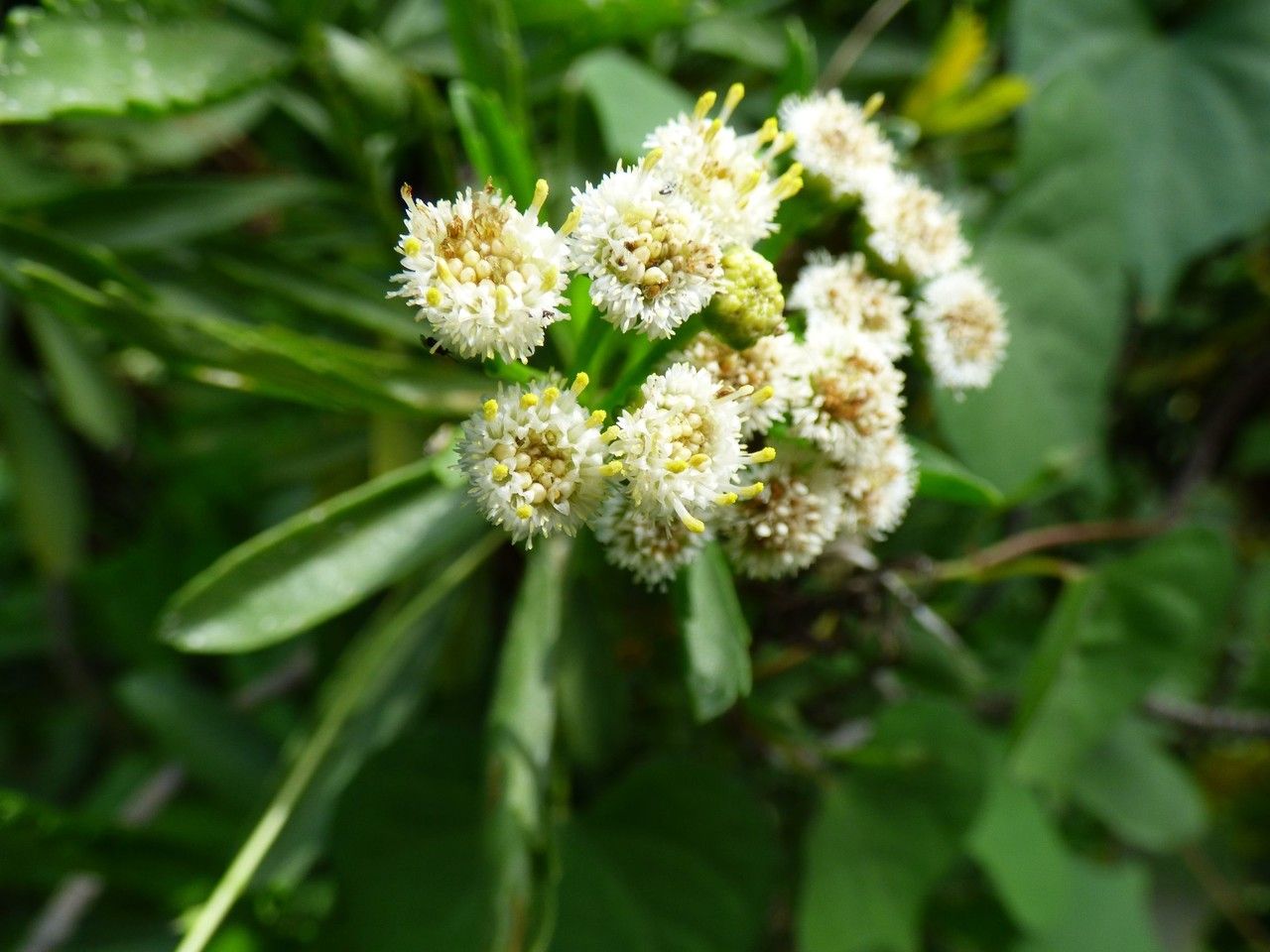Psiadia retusa flower