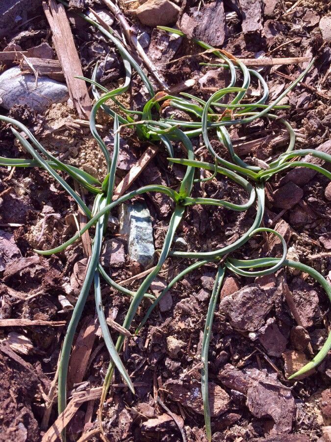 Romulea columnae — related species from the same genus