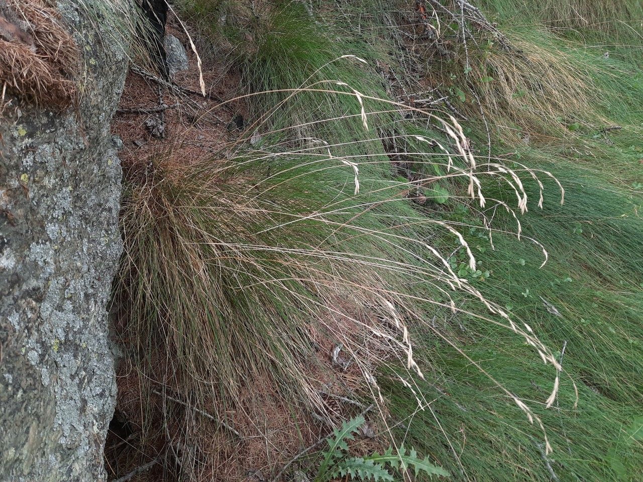 Festuca flavescens habit