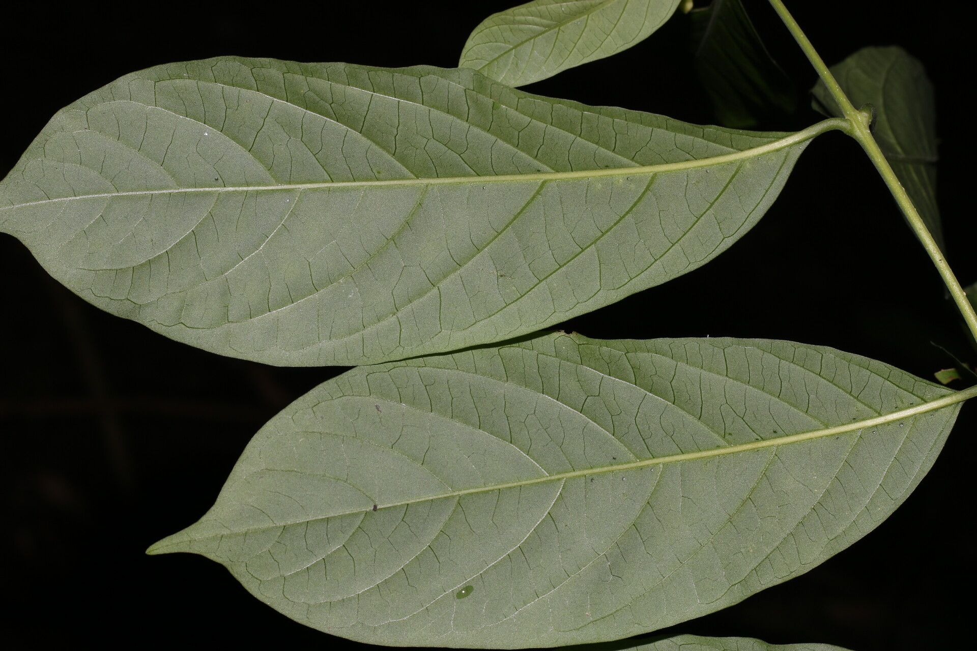 Aegiphila panamensis leaf