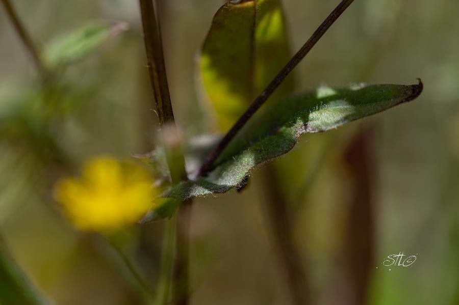 Crepis micrantha — search result for 'Crepis'