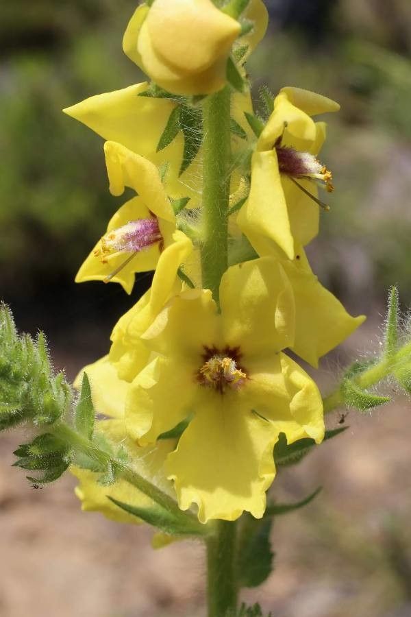 Verbascum adrianopolitanum flower