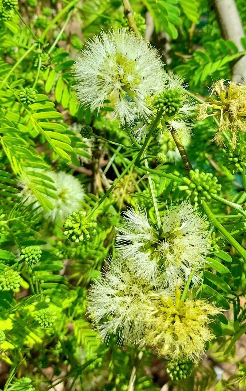 Chloroleucon tenuiflorum flower