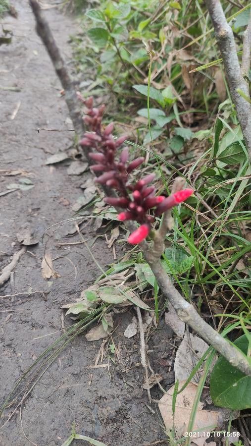Erythrina herbacea flower