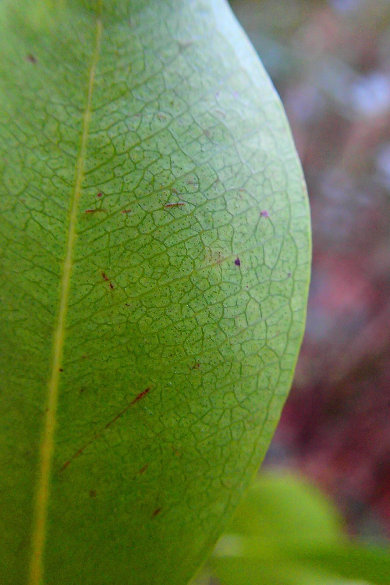 Syzygium xanthostemifolium leaf