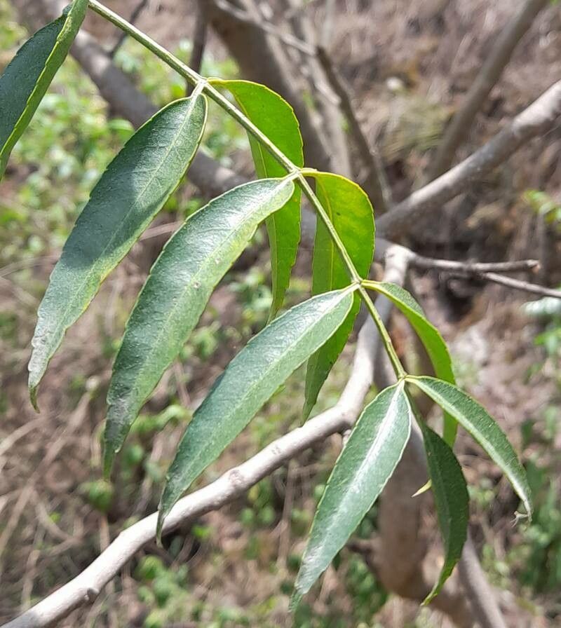 Zanthoxylum coco — houseplant care guide