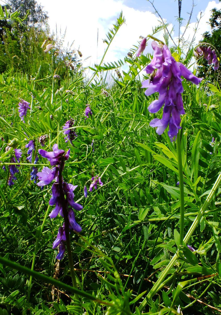 Vicia incana flower