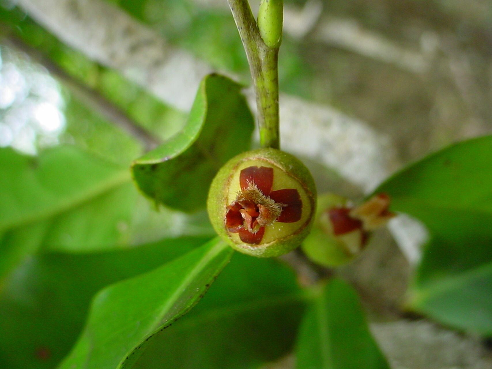 Diospyros cherrieri fruit