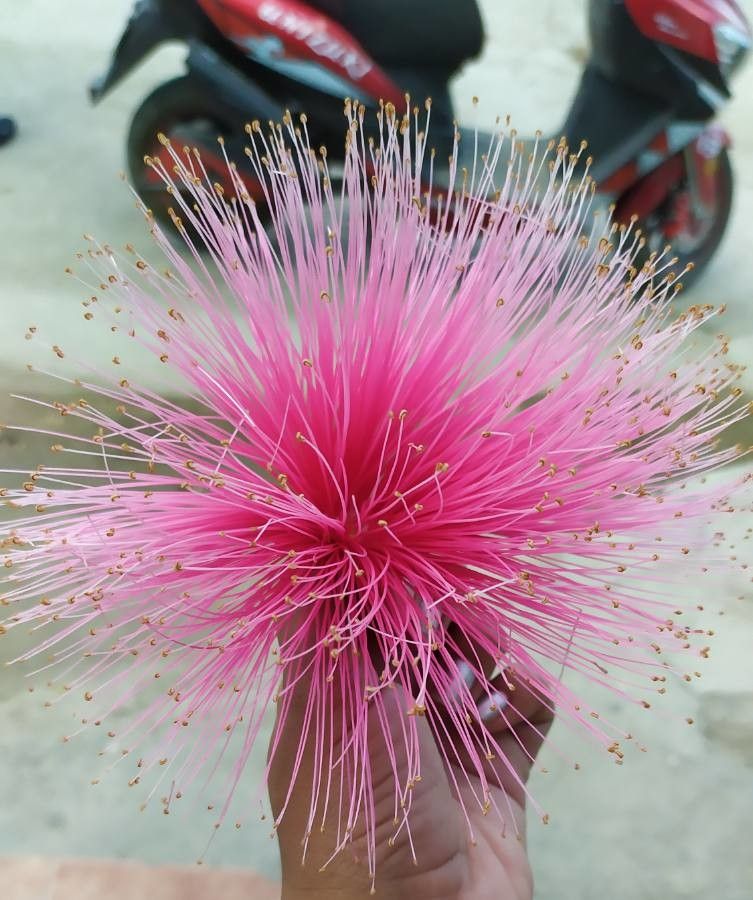 Pseudobombax ellipticum flower