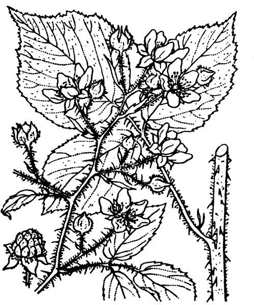 Rubus guentheri other