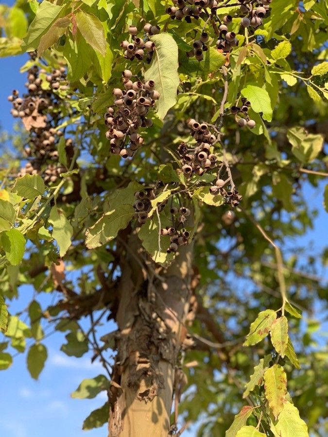 Corymbia torelliana fruit